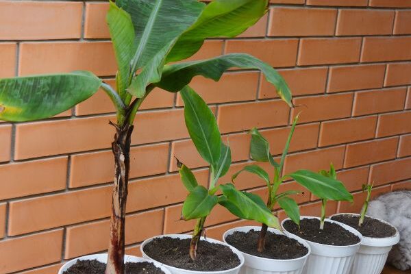 Dividing banana plants: how to separate suckers?