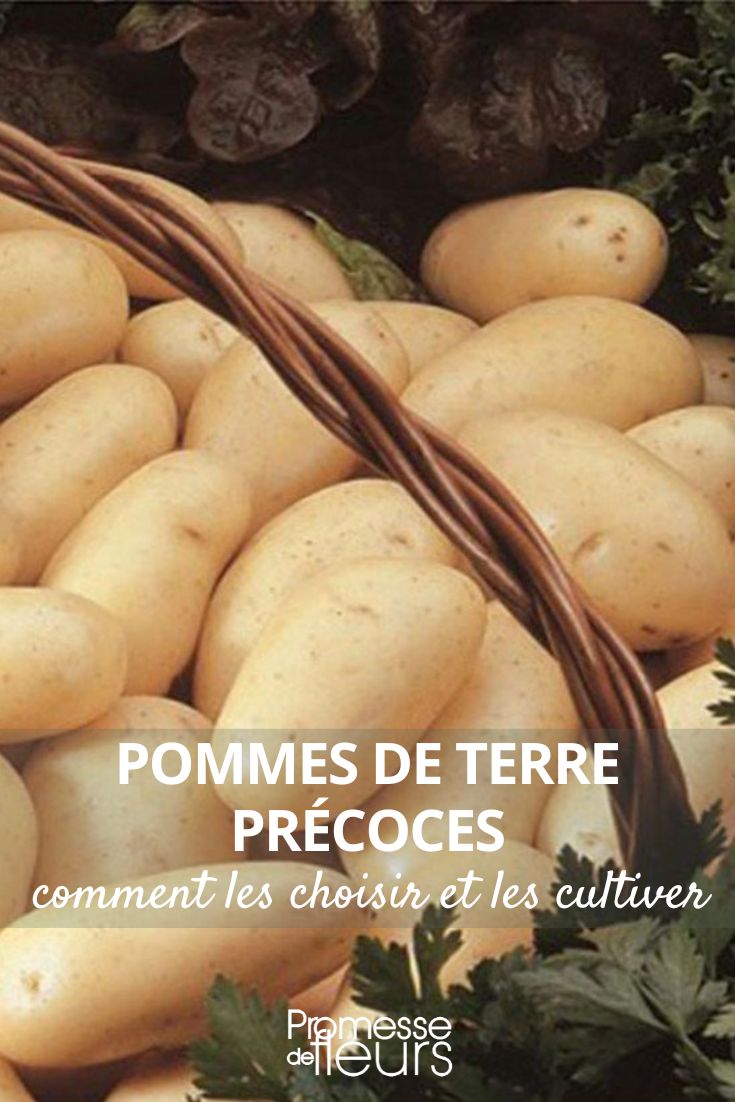 Amandine potato
