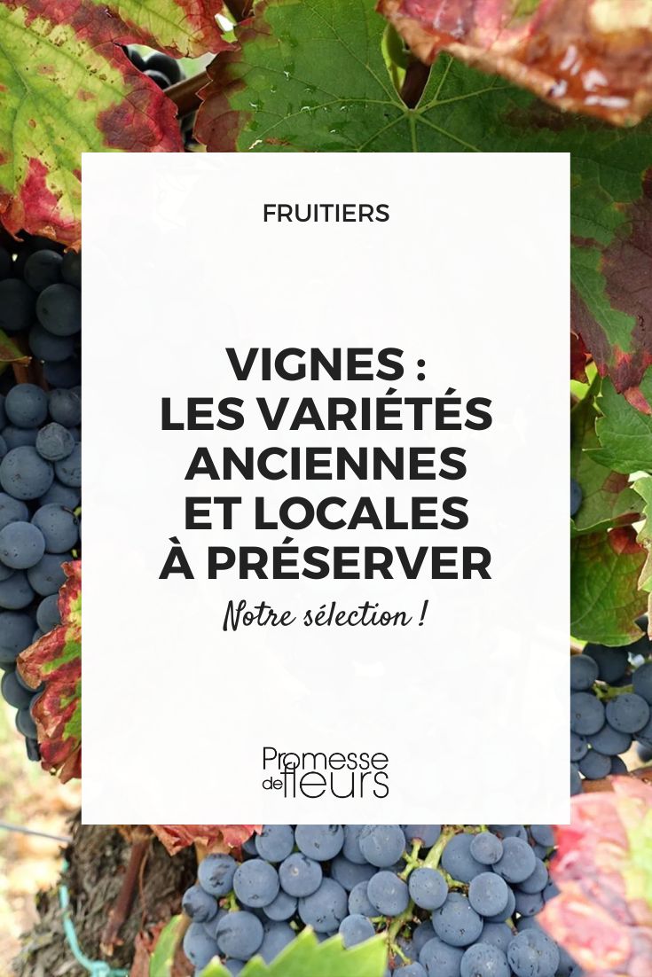 Alphonse Lavallée table grape