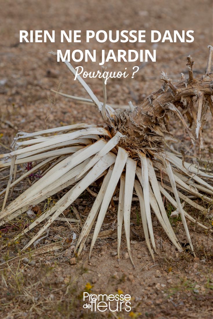 My plants are dying.