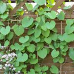 How to prune <em>Aristolochia</em> ?