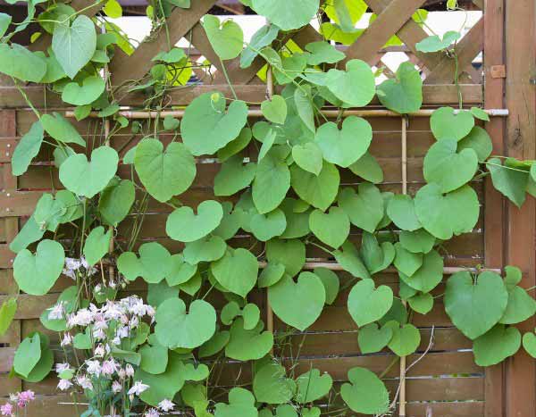 How to prune <em>Aristolochia</em> ?