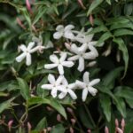 How to prune jasmine?