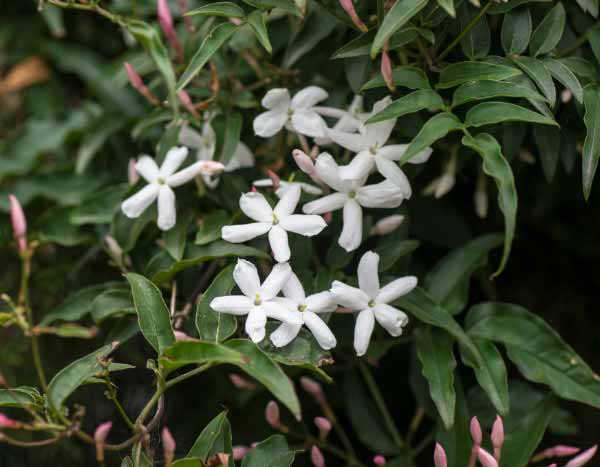 How to prune jasmine?