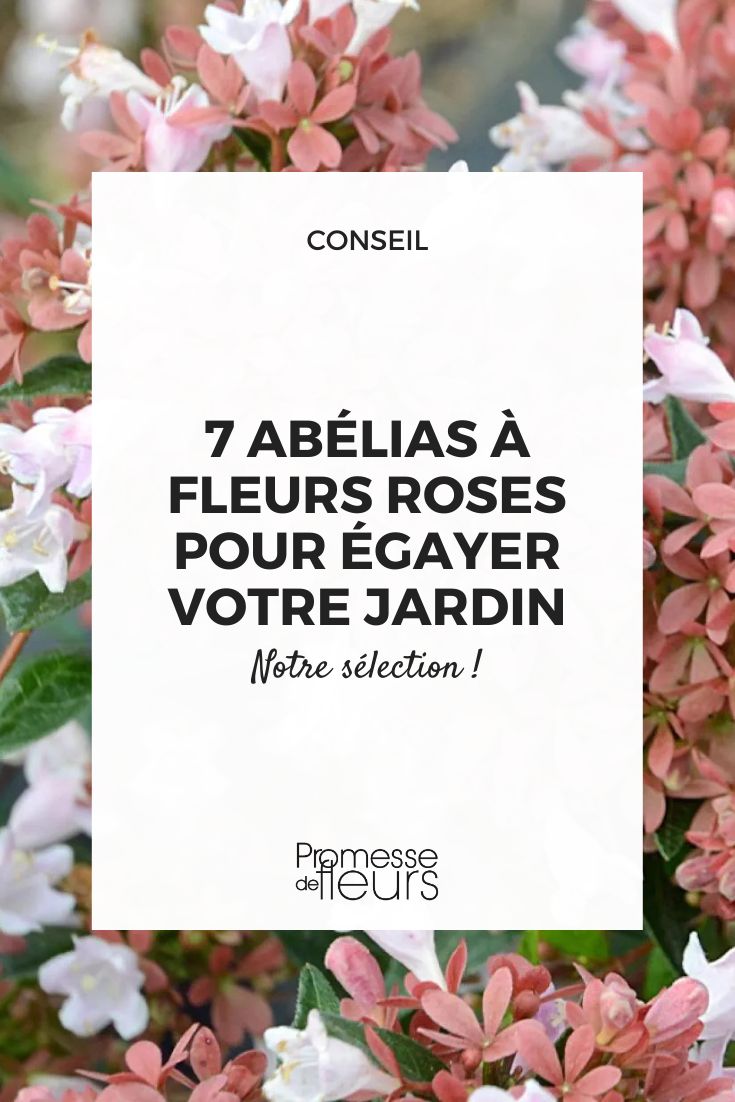 Top 7 Pink Flowering Abelia Varieties to Brighten Up Your Garden Abelia 'Raspberry Profusion'