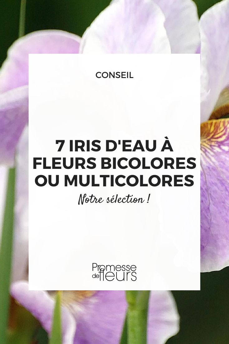 Top 7 Most Beautiful Water Irises with Bicolour or Multicolour Flowers Iris sibirica 'Dance Ballerina Dance'