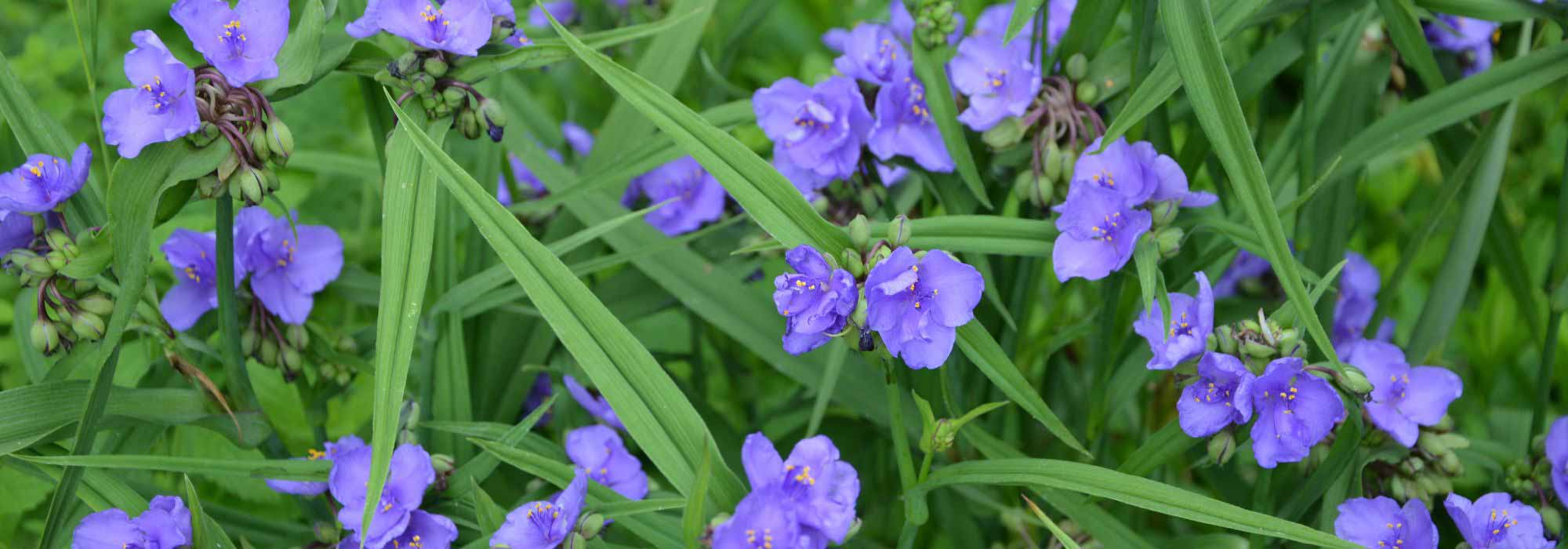 5 Tradescantia, or Miseries, with blue or purple flowers