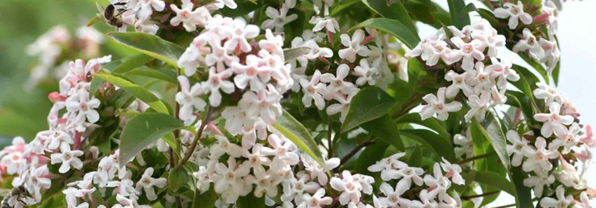 7 Abelias with fragrant flowers for an enchanting garden