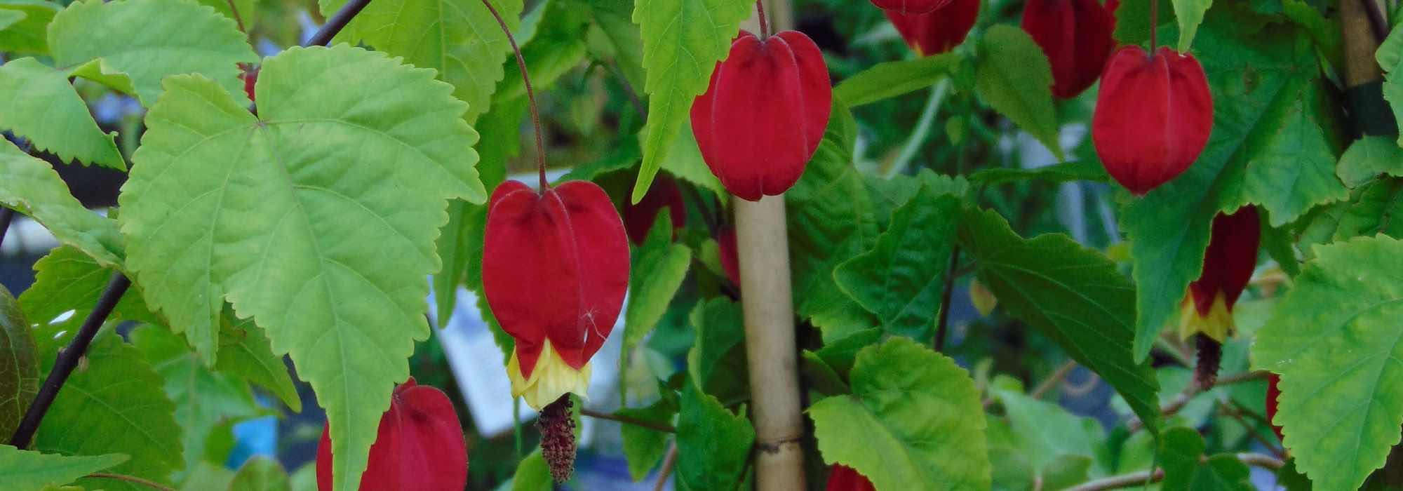 Abutilon: How to choose the ideal variety for your garden or patio?