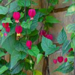 Diseases and parasitic pests of Abutilon: how to identify, prevent and treat them?