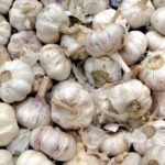 How to propagate garlic?