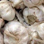 Garlic diseases and pests: identification and solutions