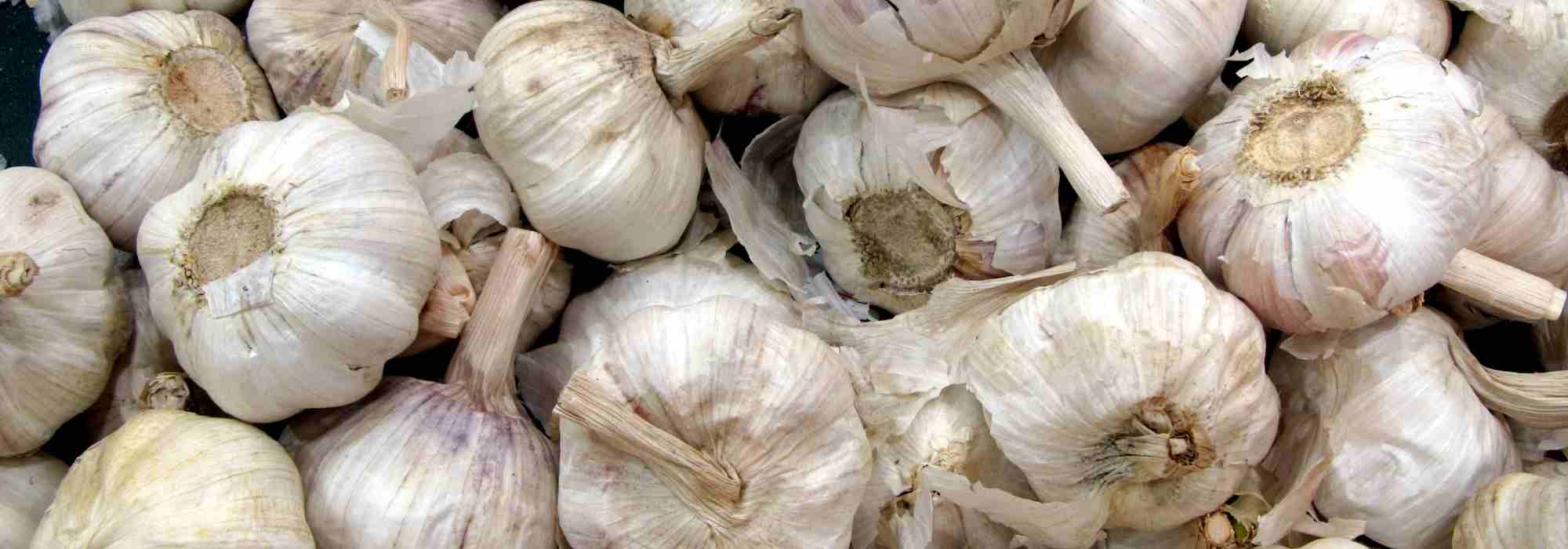 Garlic diseases and pests: identification and solutions