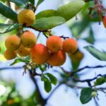 Protecting and wintering the strawberry tree