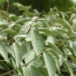 Fast-growing evergreen hedge shrubs