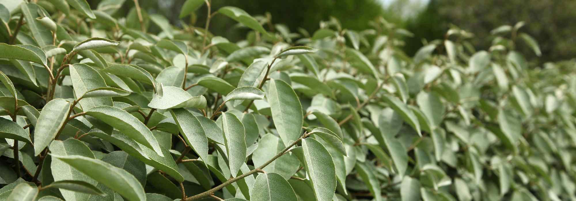 Fast-growing evergreen hedge shrubs