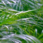 Indoor palm: how to grow Areca palm?