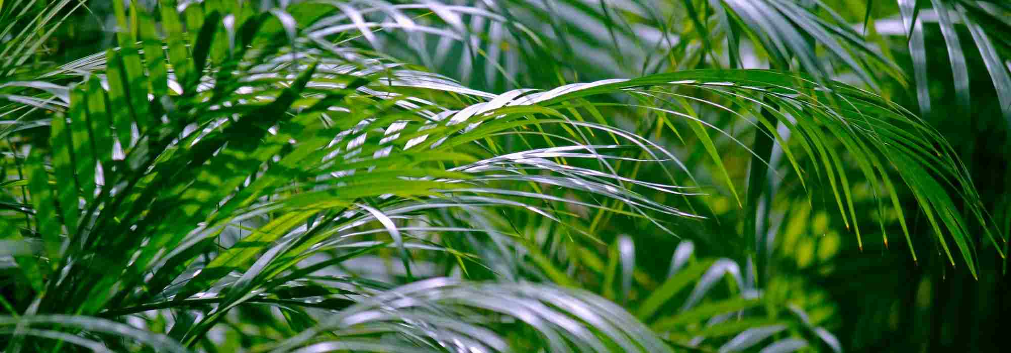 Indoor palm: how to grow Areca palm?