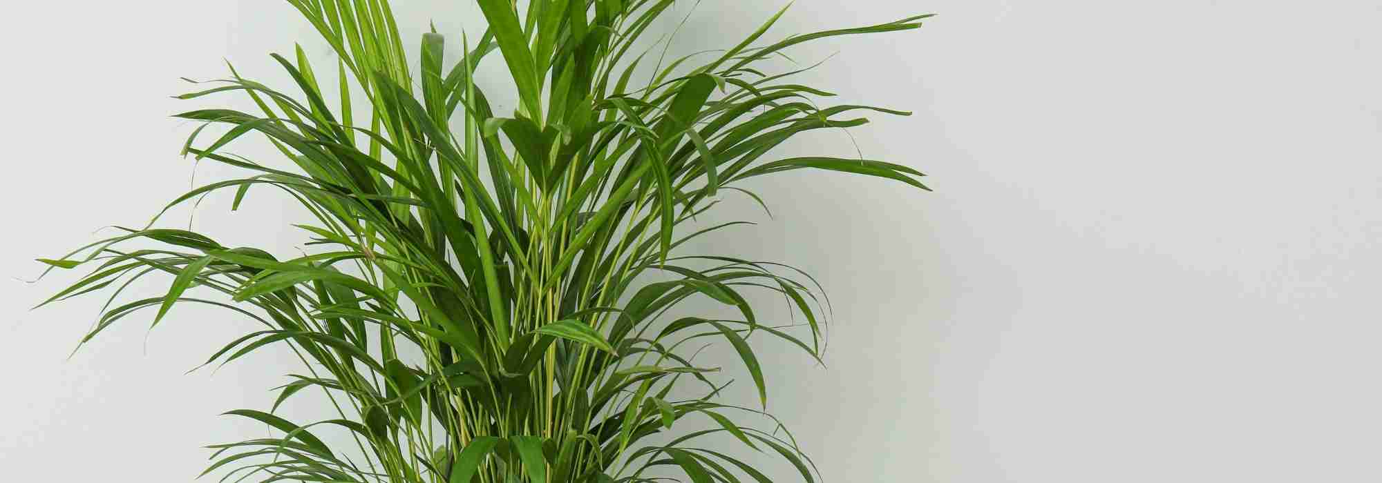 Diseases and parasitic pests of the Areca palm