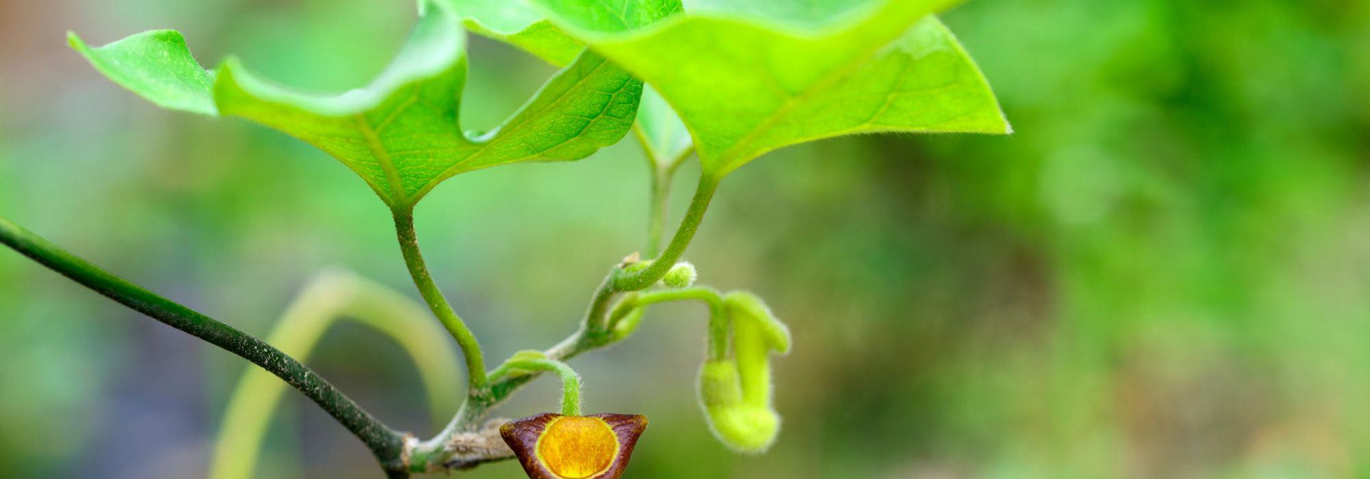 Growing Aristolochia in a pot: tips and care