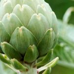 Artichoke diseases and parasitic pests: identification and treatments