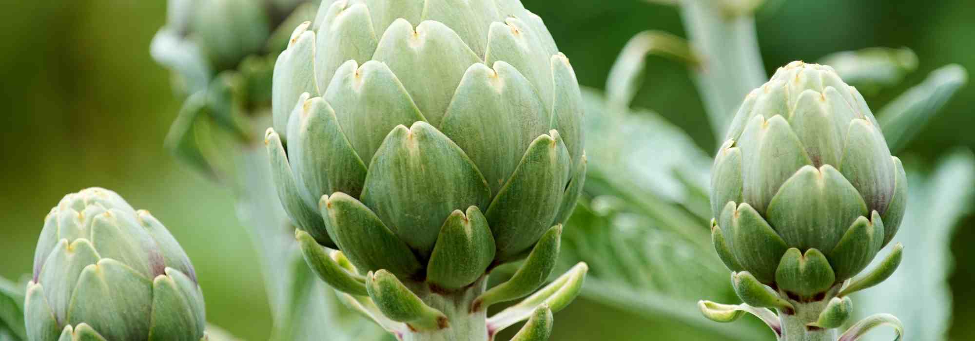 Artichoke diseases and parasitic pests: identification and treatments