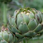 How to sow artichokes?