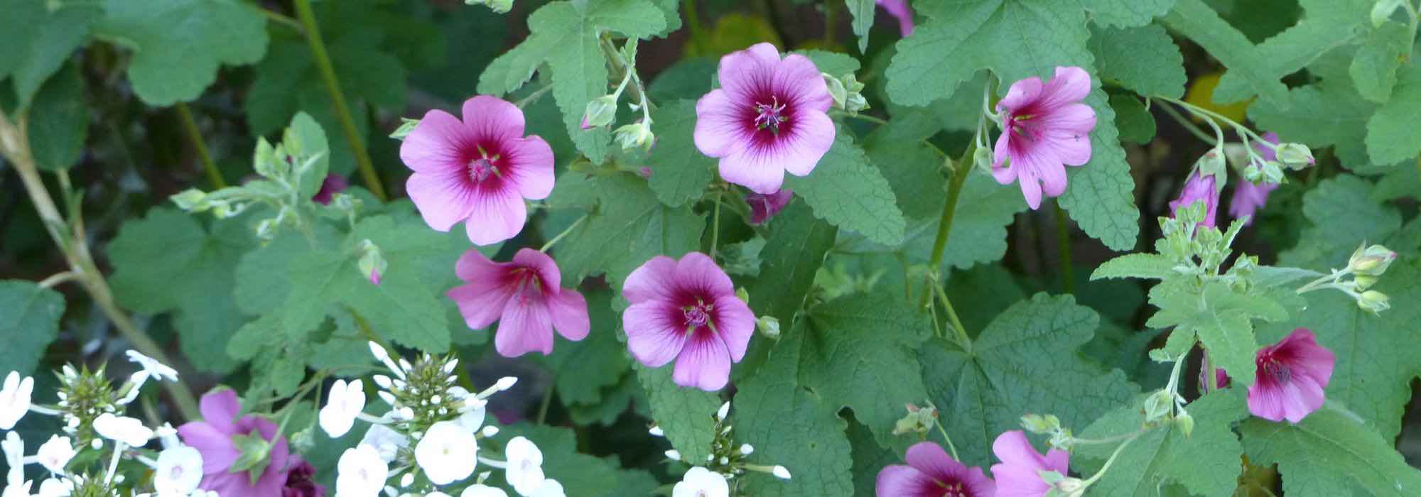 Anisodontea or Cape mallow: pairing ideas for different garden styles