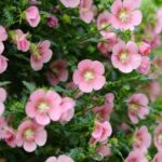 How to propagate <em>Anisodontea</em> or cape mallow?