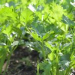 Celery: how to choose the best variety?