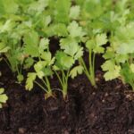 How to sow celery?