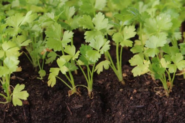 How to sow celery?
