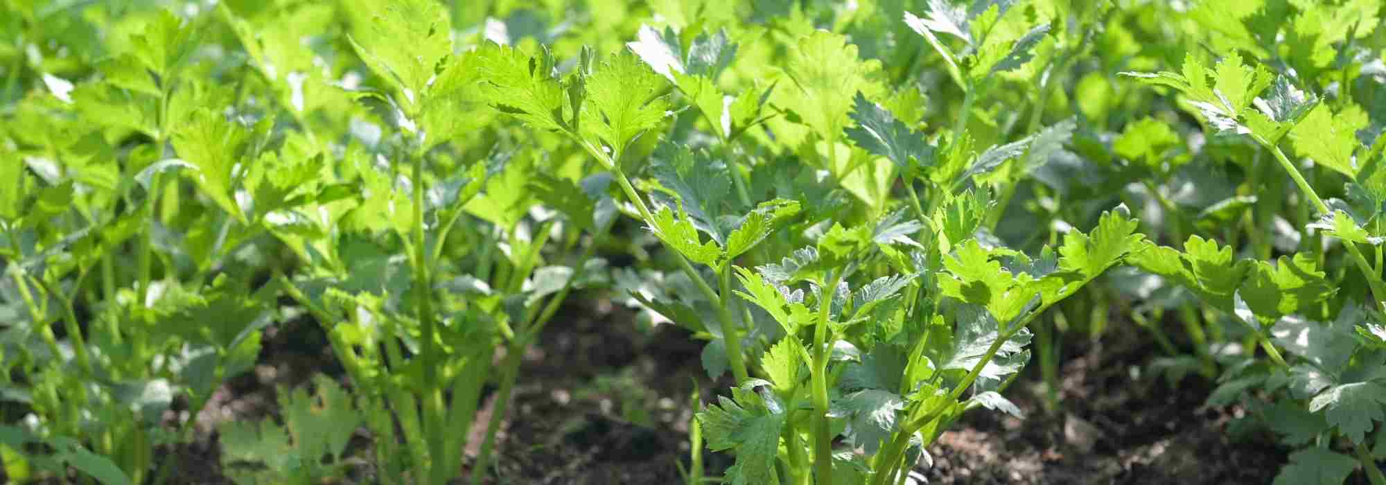 Celery: how to choose the best variety?