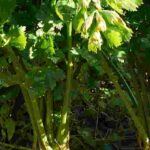 Celery diseases and pests: identification and solutions