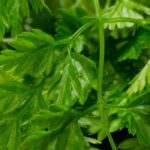 Diseases and parasitic pests of Chervil: Identification and treatment