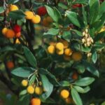 Growing a Strawberry tree in a pot