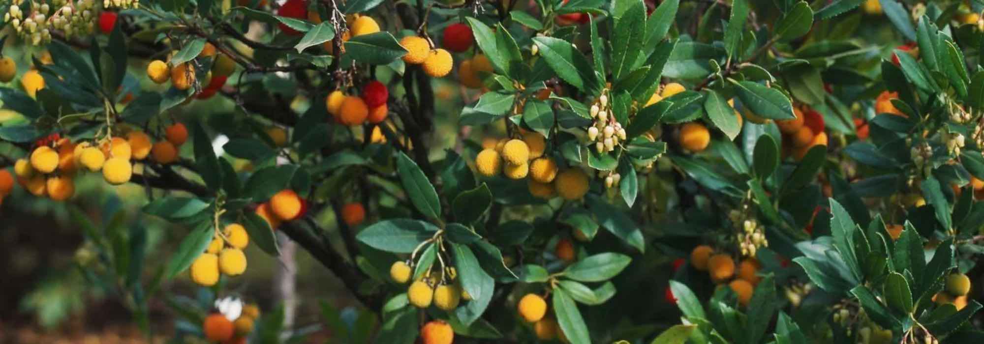 Growing a Strawberry tree in a pot
