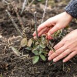 How to plant a climbing rose?