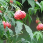 How to prune Abutilon?