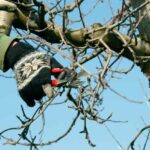 How to prune apple trees?