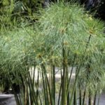 How to divide papyrus or <em>Cyperus</em>?
