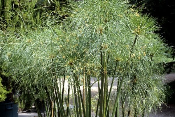 How to divide papyrus or <em>Cyperus</em>?