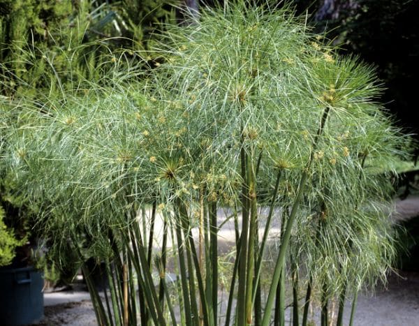 How to divide papyrus or Cyperus?