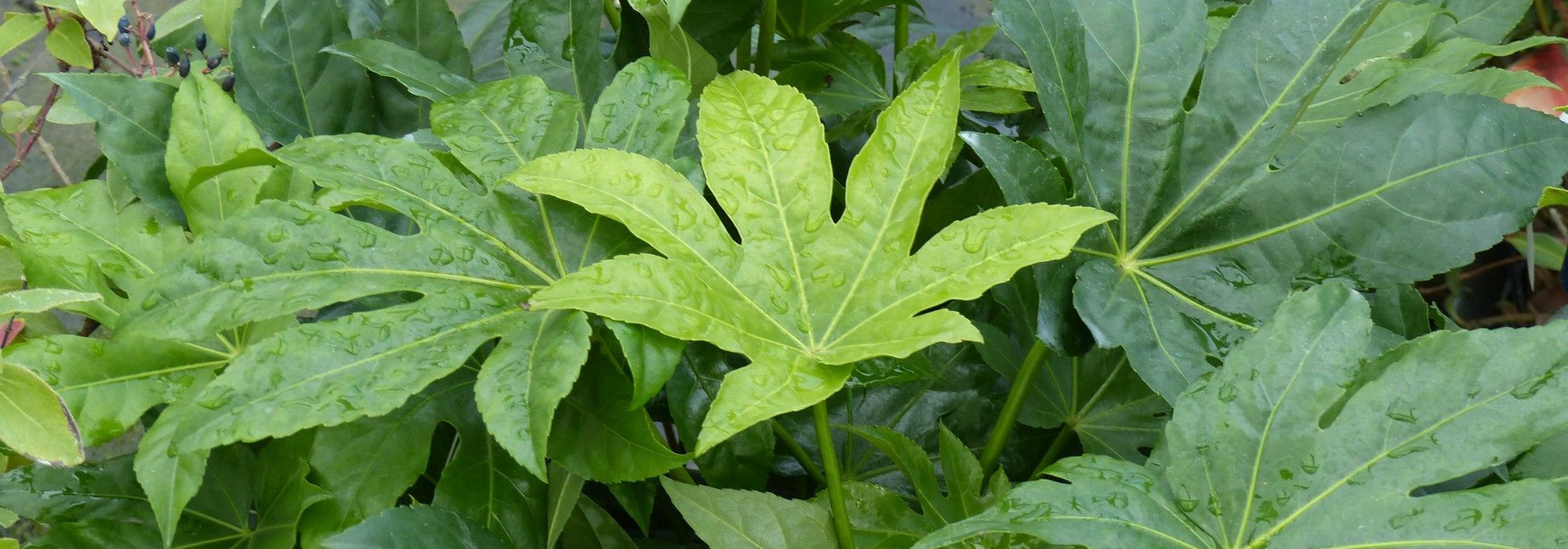 Diseases and parasitic pests of Fatsia or Japanese aralia