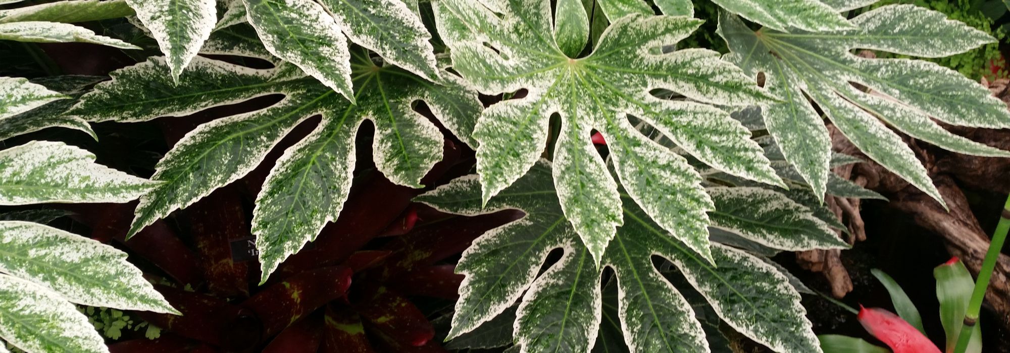 Our tips for growing a Fatsia in a pot outdoors