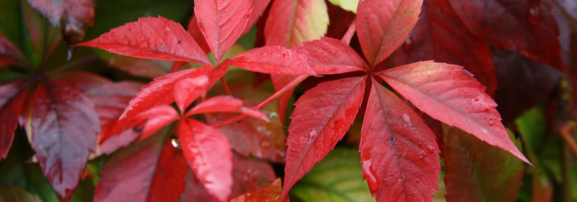 Growing Virginia creeper in a pot: tips and tricks