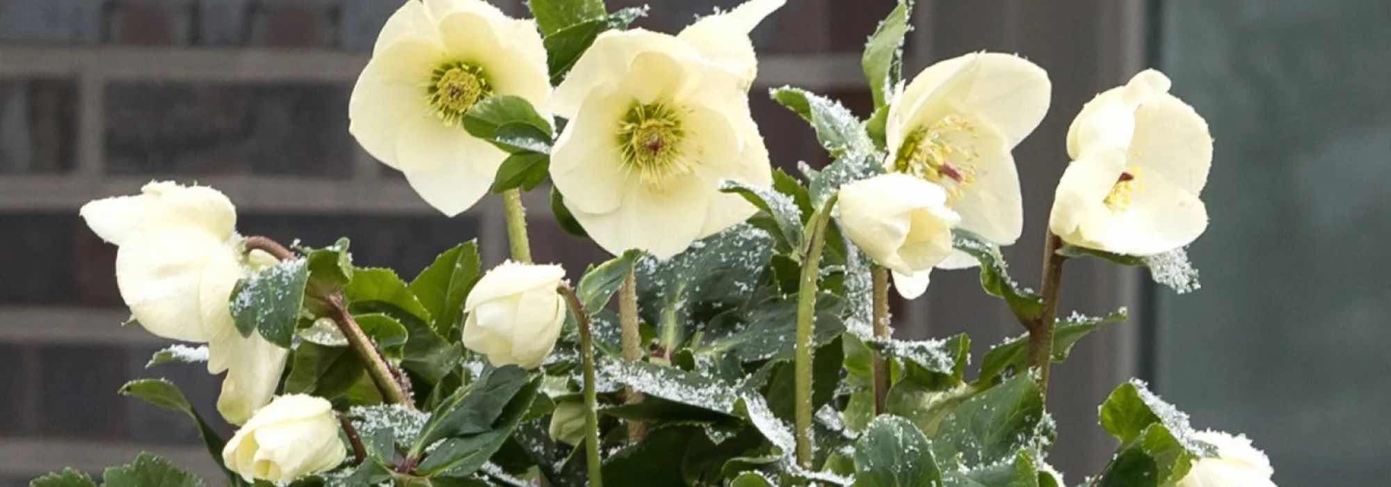Grow yellow-flowered hellebores to brighten up winter!