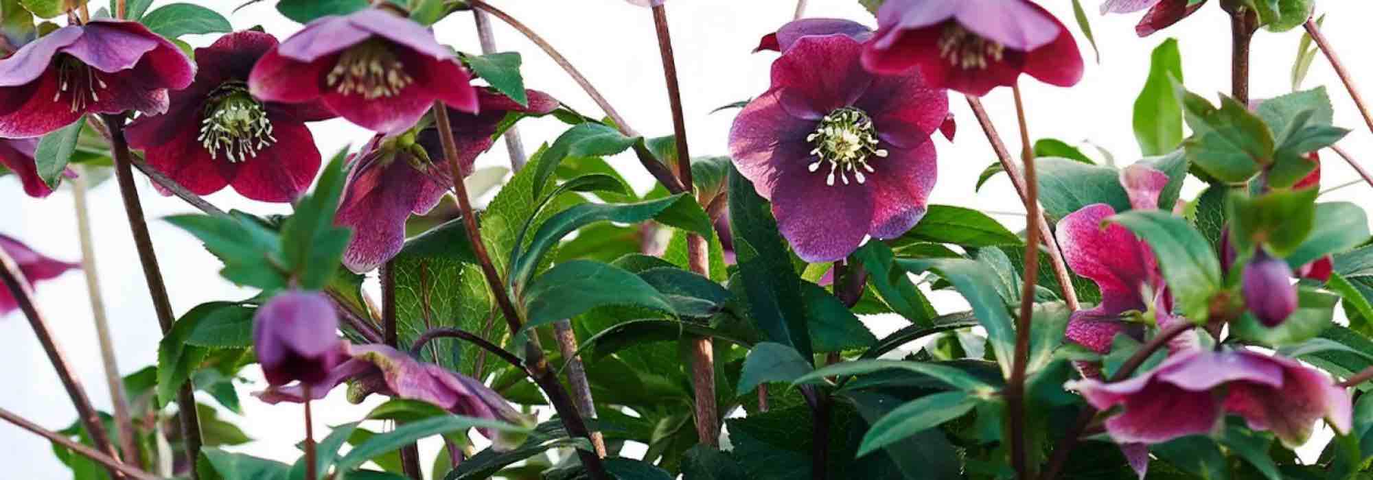 Adopt purple-flowered hellebores to brighten up winter!