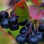 Diseases and parasites of Aronia