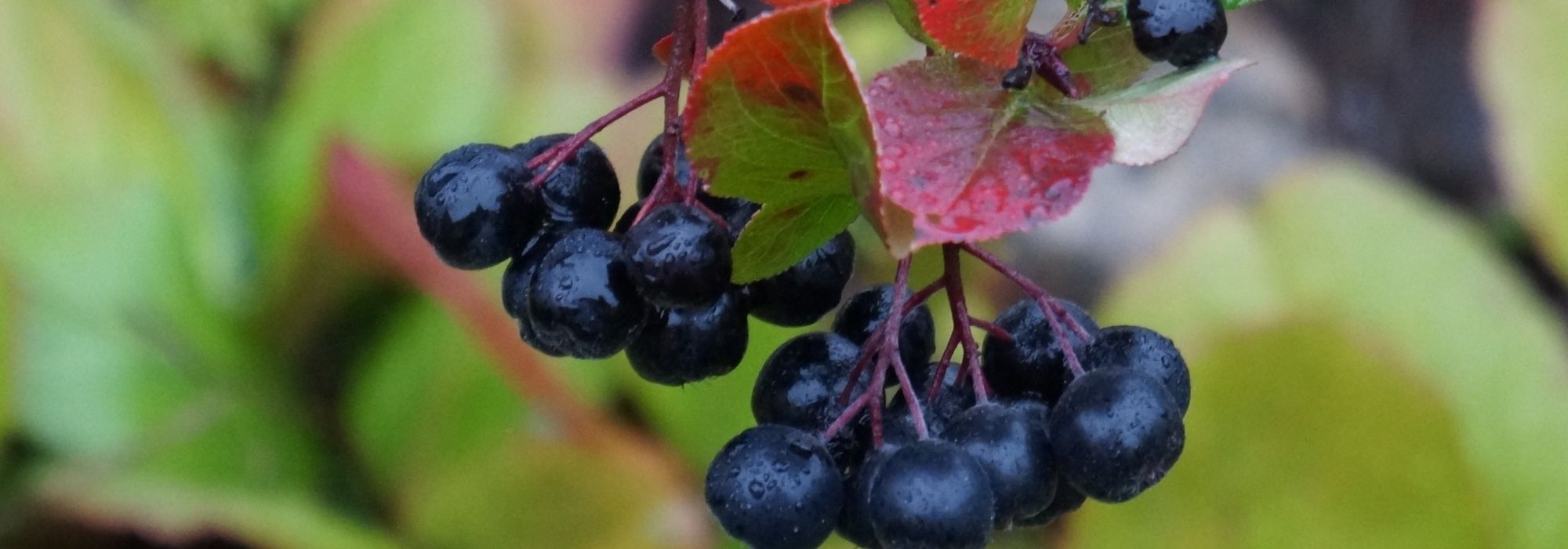 Diseases and parasites of Aronia